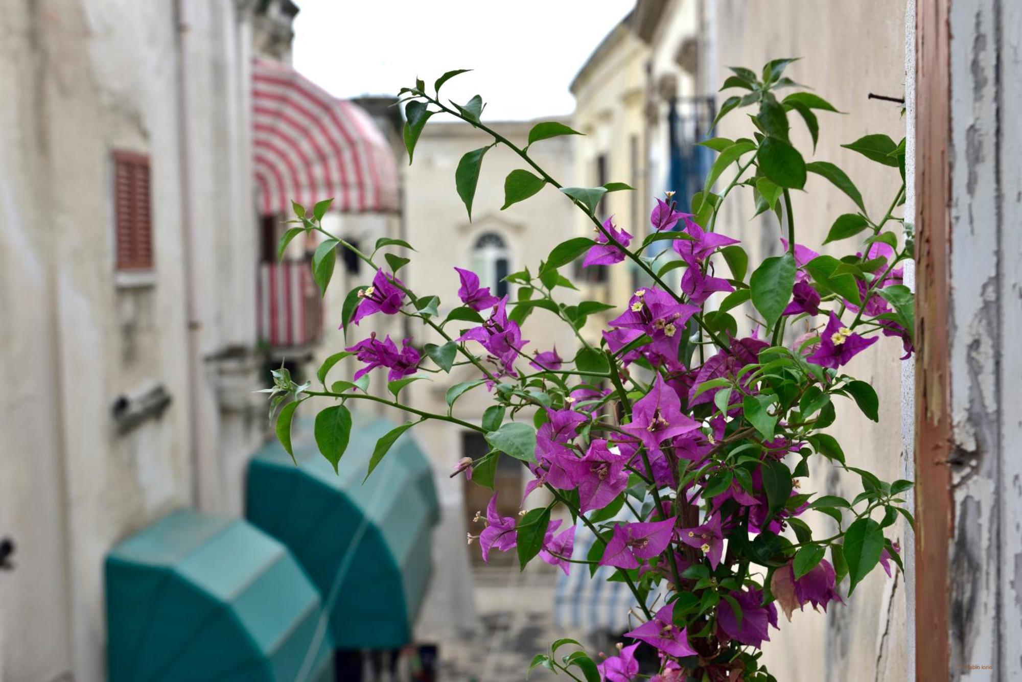 Ciaobari Apartment - Elegant 4 Bedrooms In The Heart Of Old Town Εξωτερικό φωτογραφία